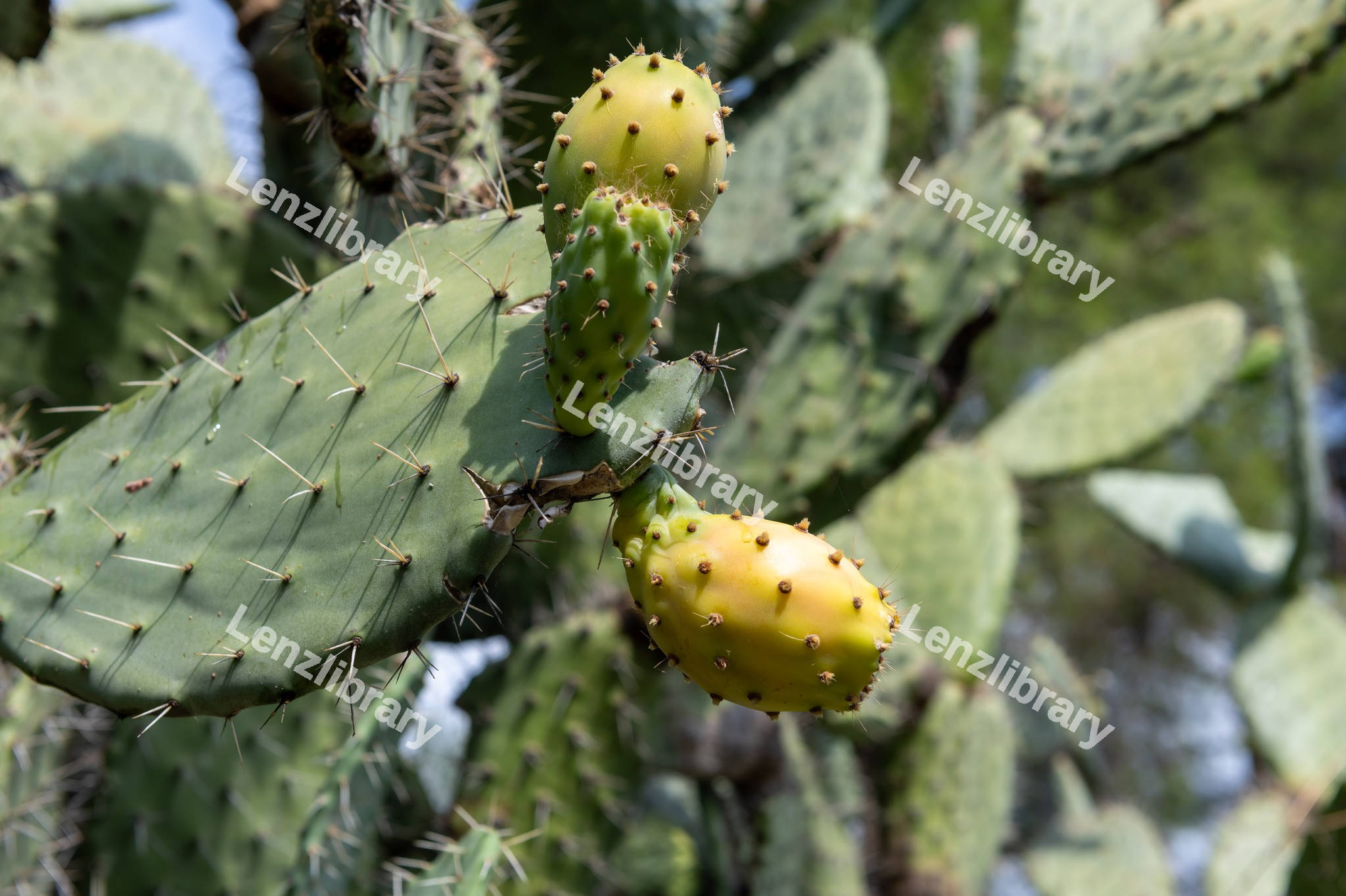 Prickly pear cactus